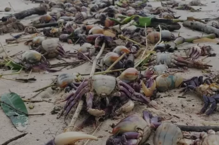 Centenas de caranguejos são achados mortos em praia de Pitimbu, na Paraíba