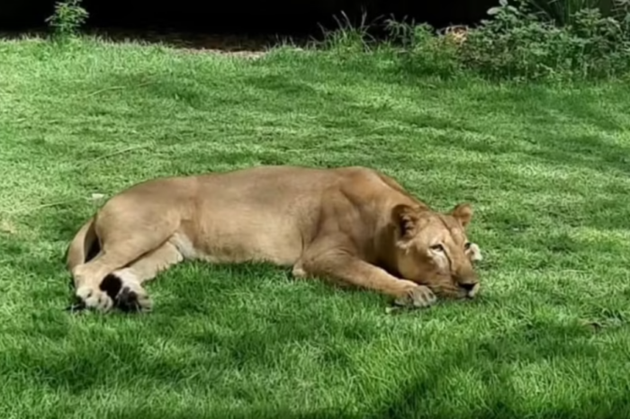 Com novas medidas de segurança, Bica já tem data para reabertura; saiba quando